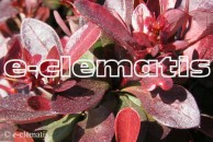 Berberis thunbergii 'Atropurpurea Nana' - berberys Thunberga