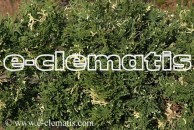 Thuja occidentalis 'Konfetti' - żywotnik zachodni