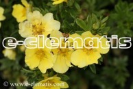 Potentilla fruticosa 'Zoë' - pięciornik krzewiasty