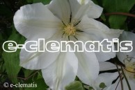 Clematis Izydor
