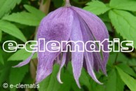 Clematis Blue Bird