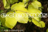 Fagus sylvatica 'Zlatia' - buk