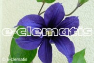 Clematis x durandii