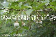 Styrax japonicus - styrak japoński