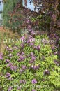 Clematis Ruby