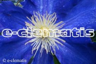 Clematis Hisa