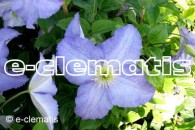 Clematis Dominika