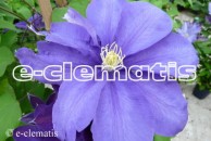 Clematis Ameshisuto