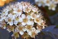 Physocarpus opulifolius 'Diabolo' PBR - pęcherznica kalinolistna