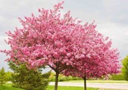 Cercis canadensis - judaszowiec kanadyjski