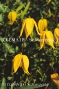 Clematis Aureolin