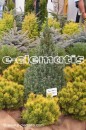 Picea glauca 'Sander's Blue' - świerk biały