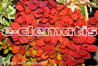 Berberis thunbergii 'Orange Rocket' PBR - berberys Thunberga