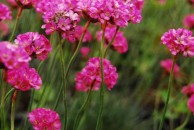 Armeria maritima 'Rosea' - zawciąg nadmorski