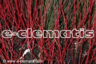 Cornus alba 'Sibirica' - dereń
