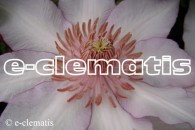 Clematis Nina
