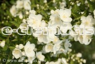 Philadelphus 'Innocence' - jaśminowiec