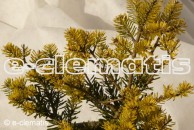 Abies koreana 'Aurea' - jodła koreańska