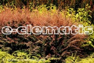 Berberis thunbergii 'Pink Attraction' - berberys Thunberga