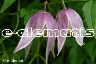 Clematis Willy