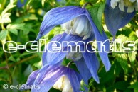 Clematis Frances Rivis