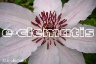Clematis Matka Teresa