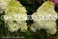 Hydrangea paniculata 'Phantom' - hortensja bukietowa