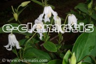 Clematis Alba