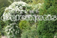 Clematis terniflora - powojnik jesienny Sweet Autumn