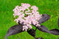 Sambucus nigra BLACK BEAUTY 'Gerda' PBR - bez czarny