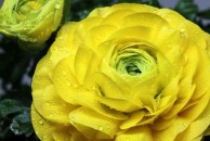 Ranunculus acris Multiplex - jaskier ostry