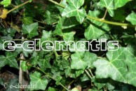 Hedera helix 'Woerner' - bluszcz pospolity