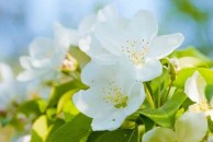 Philadelphus coronarius 'Aureus' - jaśminowiec wonny