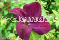 Clematis Royal Velours