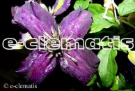 Clematis Dark Eyes