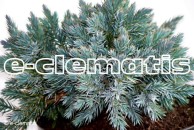 Juniperus squamata 'Blue Star' - jałowiec łuskowaty