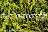 Juniperus communis 'Goldschatz' - jałowiec pospolity