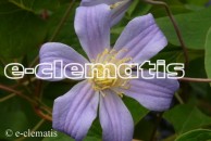 Clematis Juuli