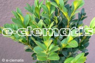 Buxus sempervirens - bukszpan wieczniezielony