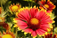 Gaillardia Kobold – gailardia