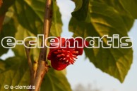 Schisandra rubriflora  - cytryniec czerwonokwiatowy
