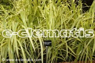 Glyceria maxima Variegata – manna mielec