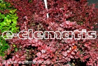 Berberis thunbergii 'Harlequin' - berberys Thunberga