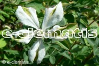 Clematis Alba Luxurians
