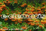 Pyracantha 'Orange Glow' - ognik