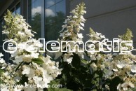 Hydrangea paniculata 'Tardiva' - hortensja wiechowata