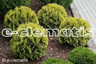 Thuja occidentalis 'Golden Globe' - żywotnik zachodni
