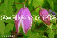 Clematis Jacqueline du Pre