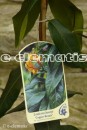 Lonicera henryi Copper Beauty PBR