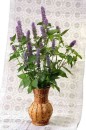 Agastache 'Blue Fortune' - kłosowiec